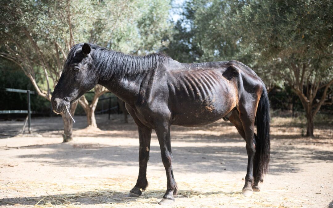 Tizón (currently in temporary foster/está en acogida temporal)